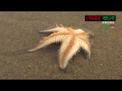 মায়াবী সমুদ্র সৈকত কক্সবাজার || সোনার বাংলা