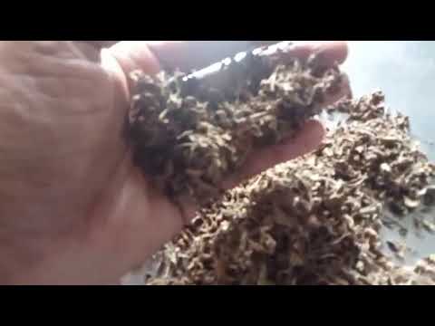 Dried tulsi leaves (25 kg)