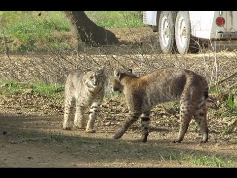 These Bobcats Are About to Have Sex in the Wild...