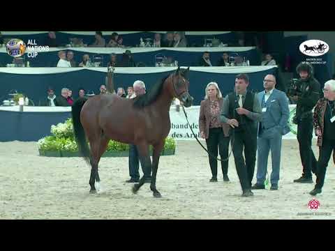 N 117 ALSA   AACHEN 2022   38° All Nations Cup   Mares 7 10 Years Old Class 8