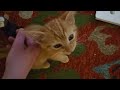 Orange Tabby Kitten Sleeps With His Eyes Open