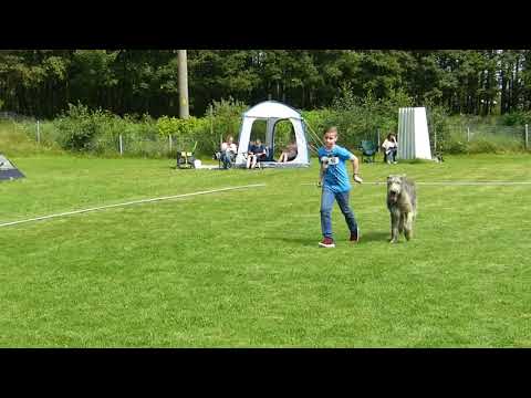 Rüden Jugendklasse V4 Nile vom Märchenmond