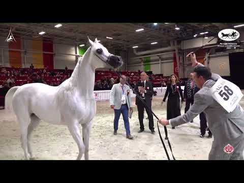 N 58 MOZN AL BIDAYER   World Arabian Horse Championship 2022   PARIS   Senior Mares Section B Class