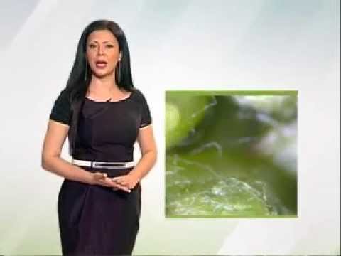 Zelena prognoza 7.5.2015. - O stanju u zasadima vinove loze