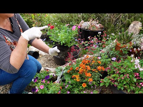 Planting Fruits and Vegetables in a Succulent Garden