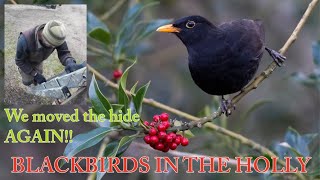 Blackbirds in the Holly - Follow the Birds - Elevated Hide Part 2
