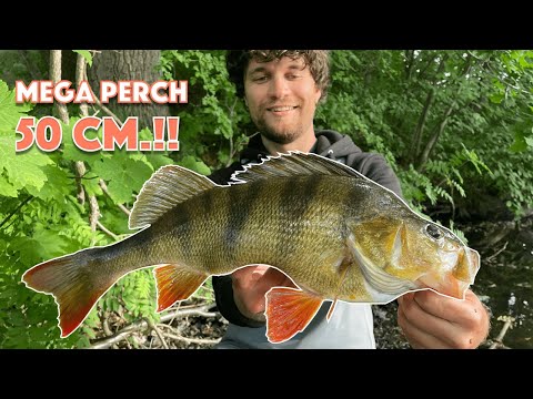 MEGA PERCH Fishing!! 2X PERSONAL BEST! INSANE!!! (C&R lure fishing for perch on UL GEAR!)