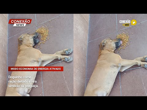Vídeo: Doguinho come ração deitado e vira símbolo da preguiça.