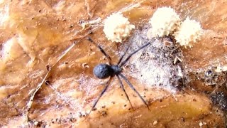 Black Widow Spider Identification and Behaviour