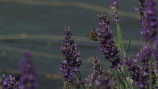 Local lavender farm prepares to sell products at Iowa State Fair