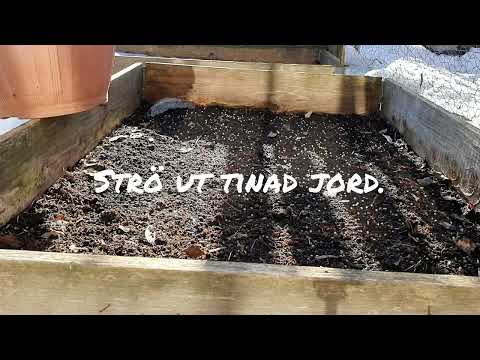 Sådd av spenat i pallkrage 230407