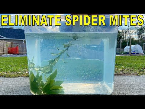 How To Kill Spider Mites Permanently