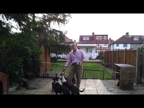 Likey   handfeeding with other dogs