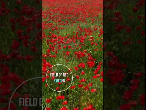 Field of Red #shorts