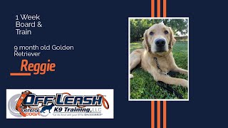 Download Lagu Best Golden Retriever Dog Training | Gilroy, CA | Reggie Thumbnail