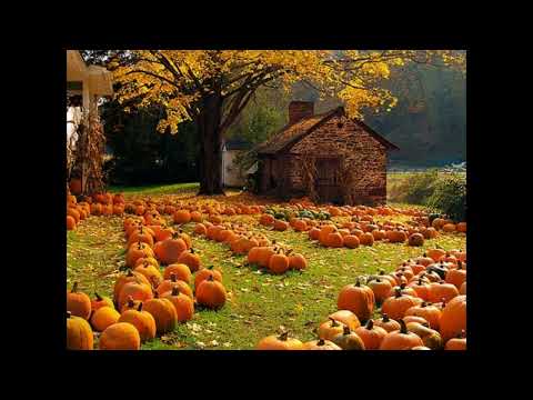 ♡ Steve Lacy Playlist ♡