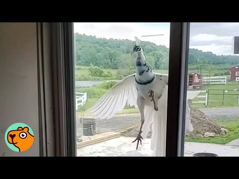 Peacock Knocks On Window Every Single Morning | Cuddle Buddies