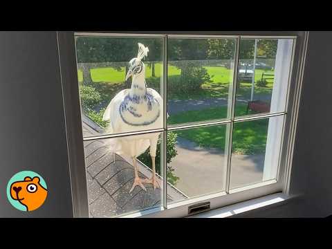 Вот это доброе утро!