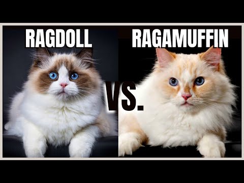 Ragdoll Cat VS. Ragamuffin Cat