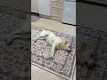 笨笨中槍！