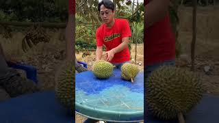 Download lagu The Most Expensive Durian in Indonesia vs. Malaysia mp3 Download lagu The Most Expensive Durian in Indonesia vs. Malaysia mp3