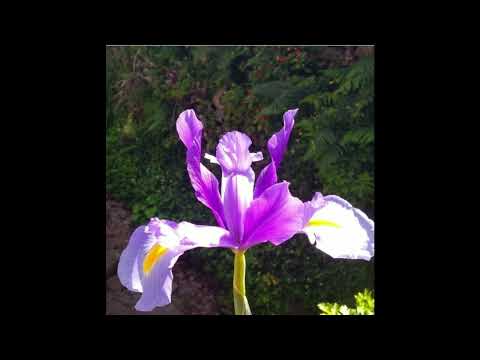 Es Ella Nina Soulimant (Permiso Nina, para la tribu universal!)