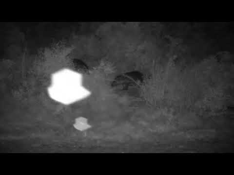 Djuma: Three Hippos feeding across the dam - 05:21 - 07/05/2022