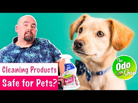 Are Cleaning Products Safe for Pets? (2021)