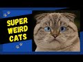 Cats Being Weird - FUNNY CAT COMPILATION
