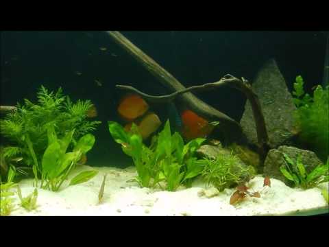 How Soon can you add Fish to your New Aquarium ?