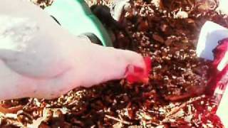 Kid Carpet - Repo Chickens (Repo Chick Spoof)