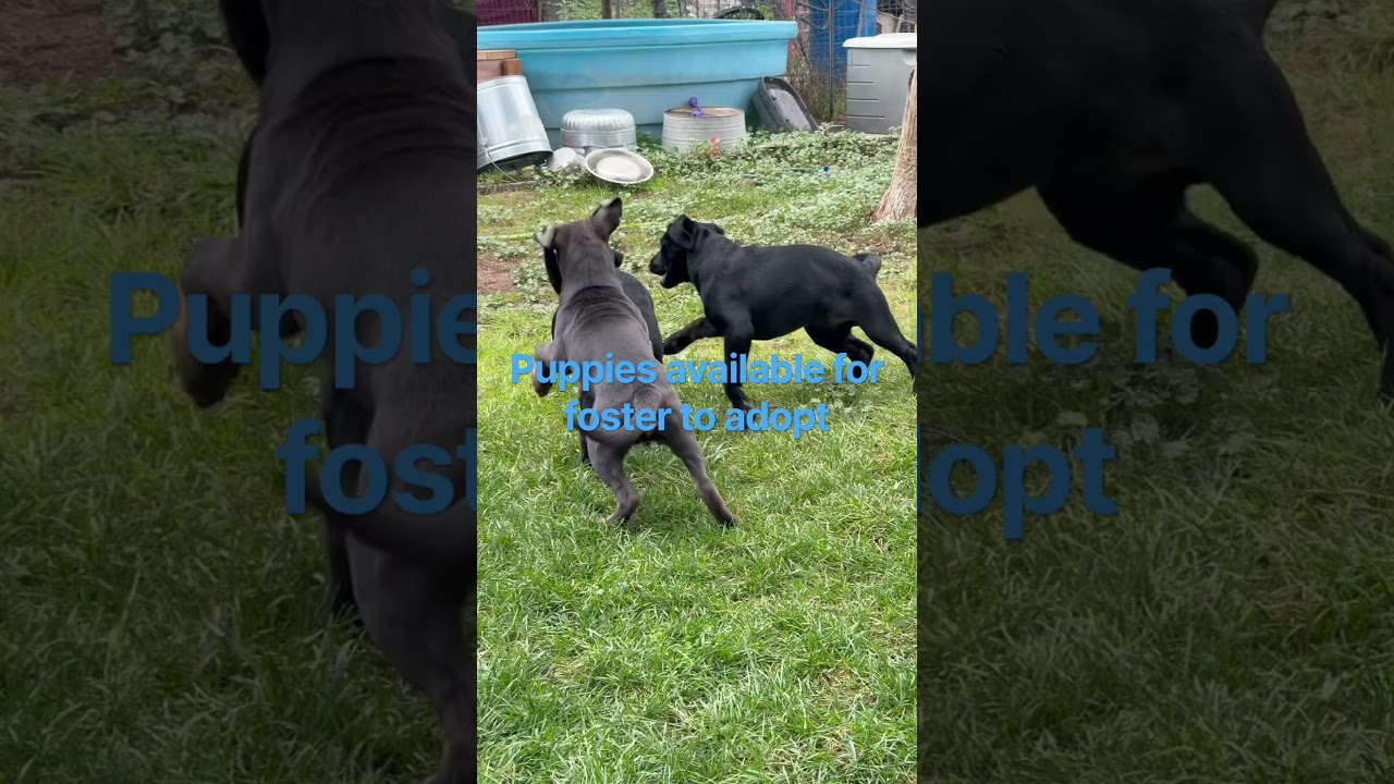 Enlarge Onyx, a Adoptable mixed breed in Durango, CO video 3/4