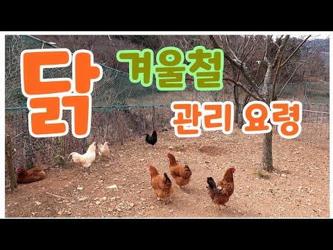 , title : '겨울철에 닭 건강하게 관리하는 방법 / 토종닭 오골계 청계 키우기'
