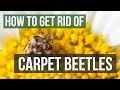 The Best 12 Carpet Beetle Tiny Black Bug With White Spots