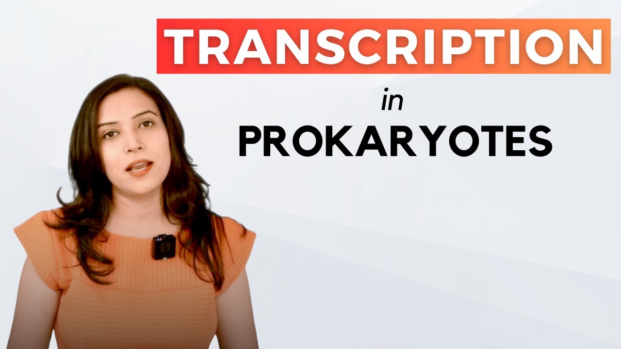 Transcription In Prokaryotes | In detail