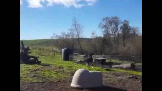 Gladys the cow running