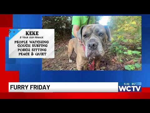 Furry Friday: Meet Keke - YouTube