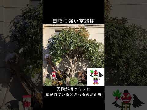 ハシバミの木について詳しく解説