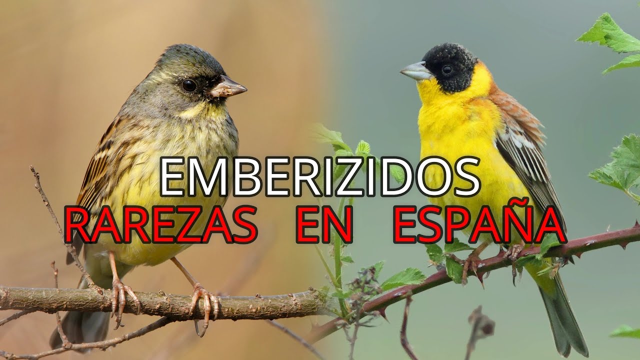 Birds of Spain||Short Documentaries||Wandering Buntings 🐦||Embericides||Rare Species.