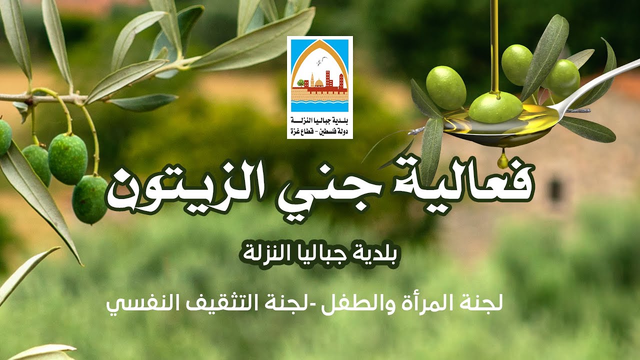 فعالية جني الزيتون شرق مدينة جباليا