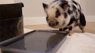 WE HAVE PIGS IN OUR KITCHEN!! 🙈😱