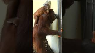 Funny Orangutan Sari Stocking Up on Carrots!#shorts#orangutans#funnyvideo#funnyanimals