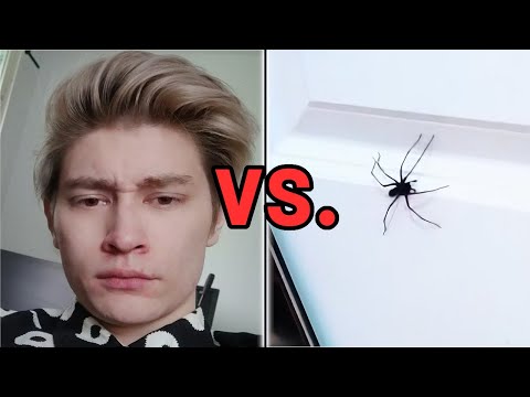 So, Leffen Fought a Spider...