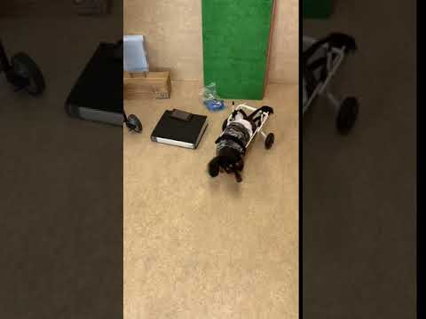 ミニチュアダックスのニニヨン君　犬用車椅子のお試し