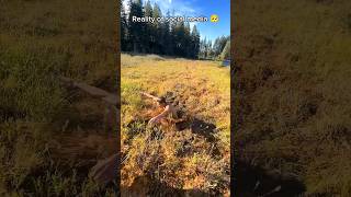 Download lagu I know you will ignore Lord hanuman ji 🥺🙏 #hyperrealism #hanuman #art #shorts mp3