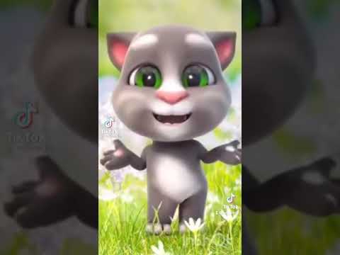 gatito bailando tik Tok