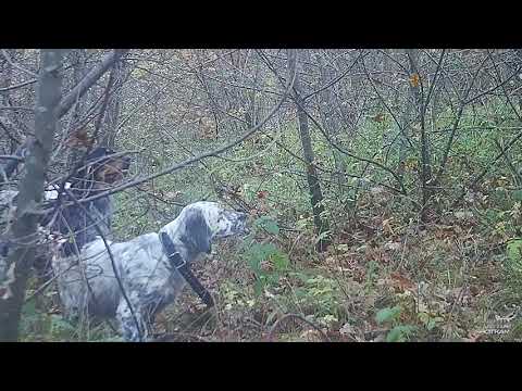 SAG NATURE srl - 20-23/11/2019 Woodcock Hunting - Caccia alla Beccaccia