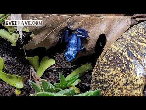 Fallout the Azureus Dart Frog - #Lunchtime