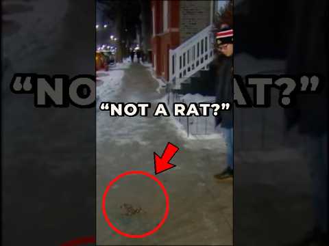 The Viral Rat Hole That Fooled the Entire Internet 🐀