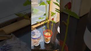 How to Grow Beans In A Glass or Jar